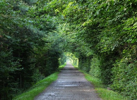 Nebel Waldweg Herbst