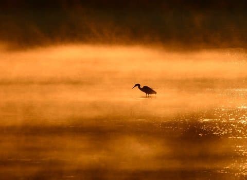 Nebelwald Grün Mystisch