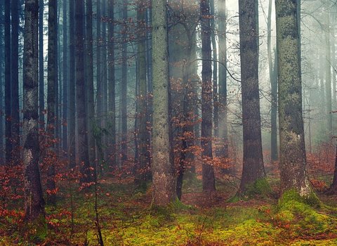 Bosque nuboso, otoño, oscuro