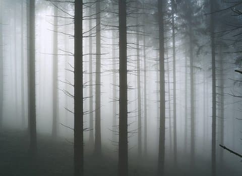 Nebelwald Herbst Stille