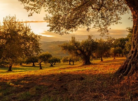 Olivenbaum Hain Abendlicht