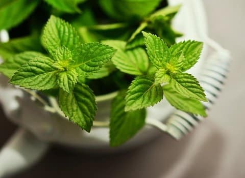 Pfefferminze Pflanze Grün