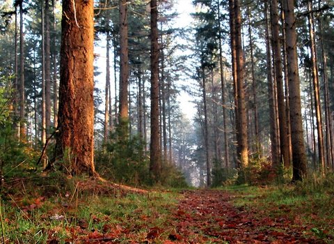 Pilze Herbstwald Natur