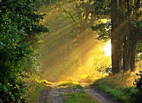 Rote Bank Herbstwald