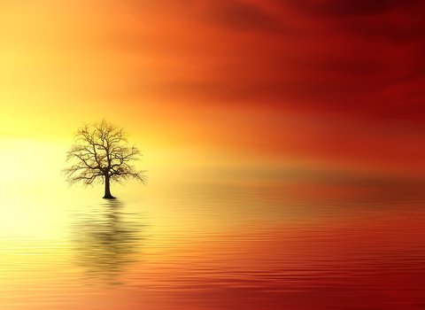 Roter Himmel Baum Spiegelung