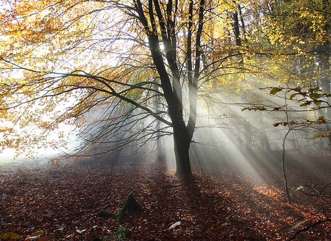 Rotes Herbstlaub Leuchten