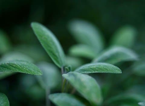 Salbei Blaetter Nahaufnahme