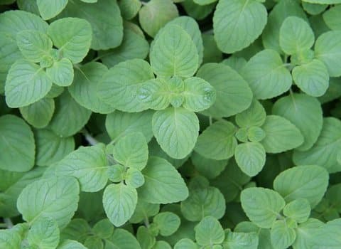 Salbei Heilpflanze Grün