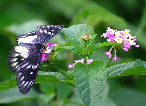 Schmetterling Rosa Blüten