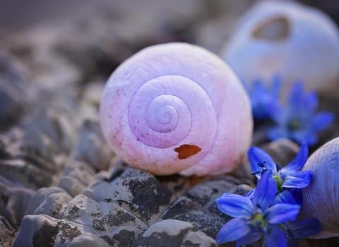 Schneckenhaus Spirale Natur