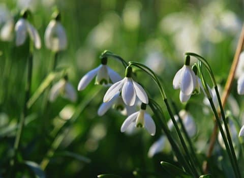 Schneeglockchen Frühling Weiss