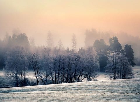 Schneewald Eis Natur