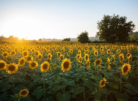 Sonnenblumenfeld Sommer