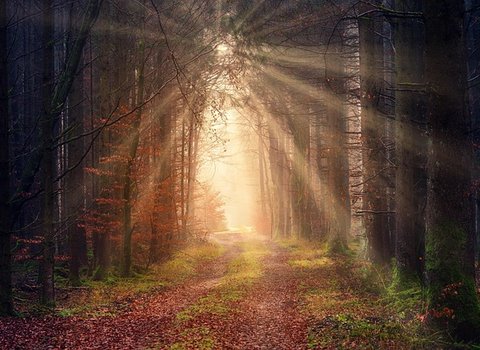 Sonnenlicht Blaetter Golden