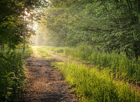 Sonnenstrahlen Durch Bäume