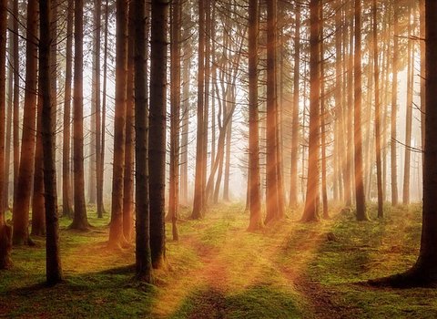 Sonnenstrahlen Gruene Wiese