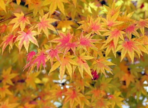 Sonnenstrahlen Herbstbaeume