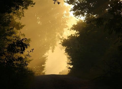 Sonnenstrahlen Herbstlaub