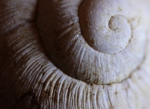 Spirale Schneckenhaus Makro