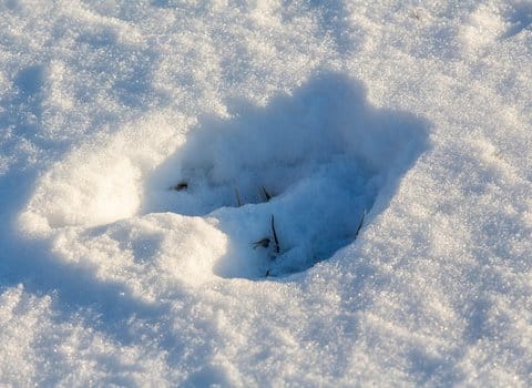 Tierspuren Schnee Winter