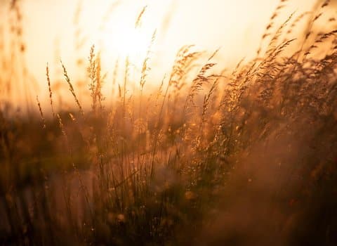 Trockene Graeser Golden