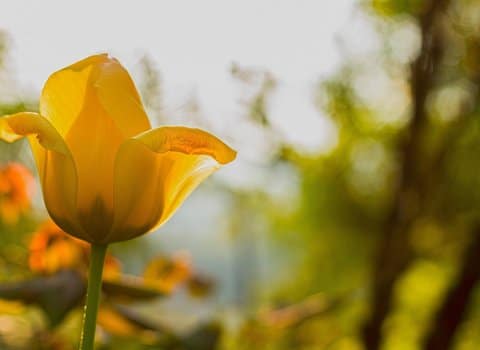 Tulpe Gelb Nahaufnahme