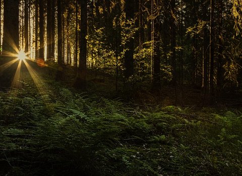 Wald Lichtstrahlen Morgen