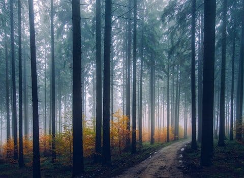 Wald Morgenlicht Frühling