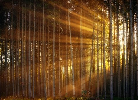 Waldlichtung Sonnenlicht