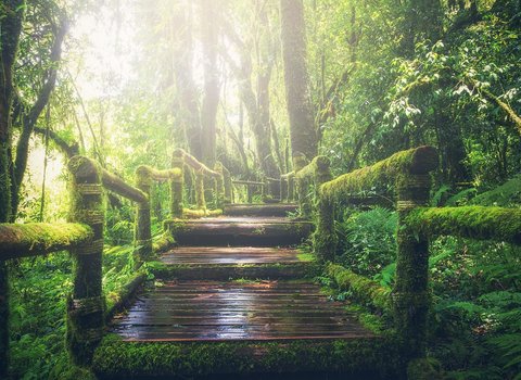 Waldweg Frühling Licht