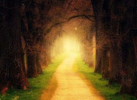 Waldweg Licht Frühling