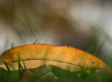 Waldweg Nebel Herbstlicht