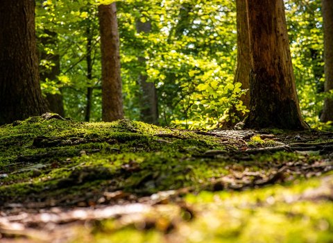 Waldweg Nebel Mystisch