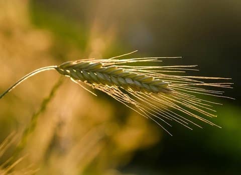 Weizenhalm Nahaufnahme