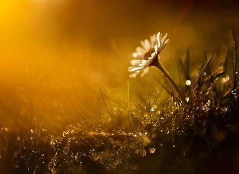 Wildblume Abendlicht Sommer