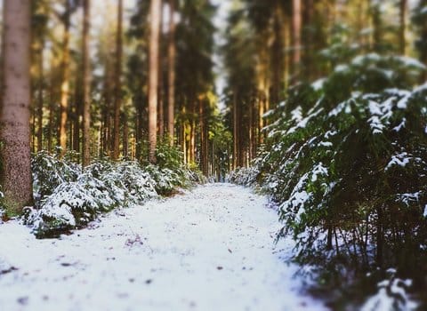 Winter forest, blue snow