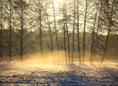 Winterwald Golden Frost