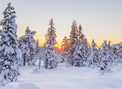 Winterwald Schnee Morgen