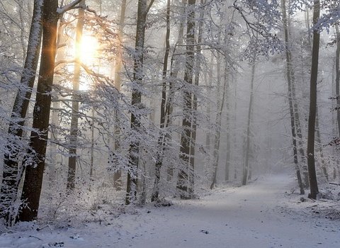 Winterwald Sonne Schnee