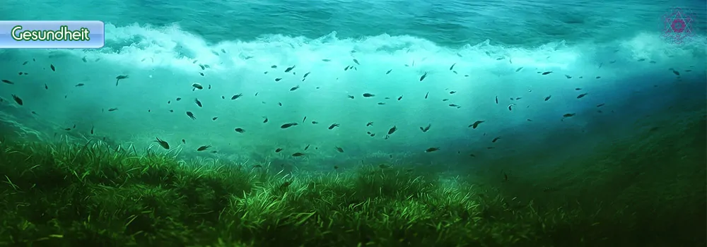 Spirulina - Die nährstoffreiche Wunderalge! 3