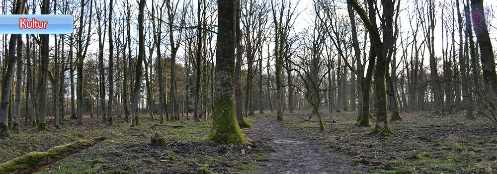 Hambacher Forst