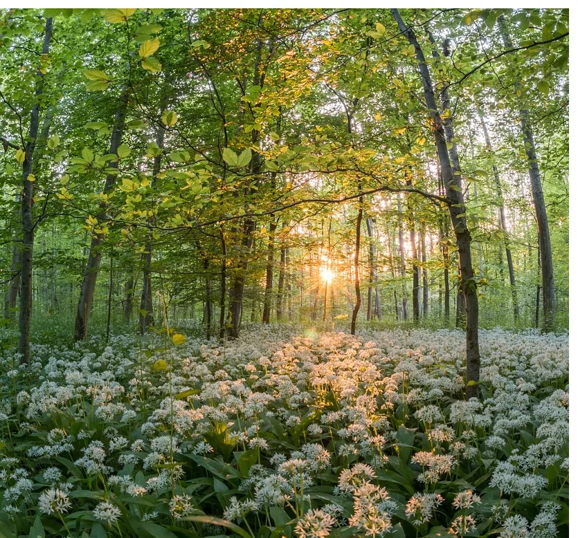 Heilung der Natur